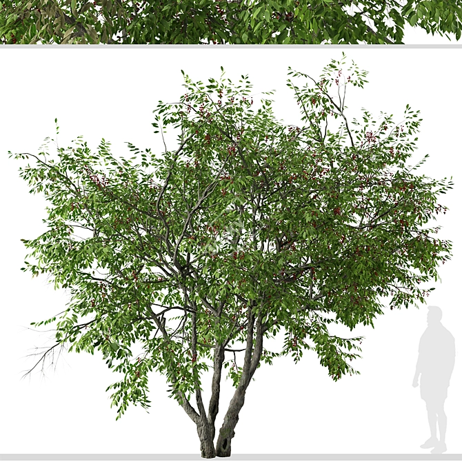 Prunus Serotina Black Cherry Duo: 2 Trees 3D model image 3