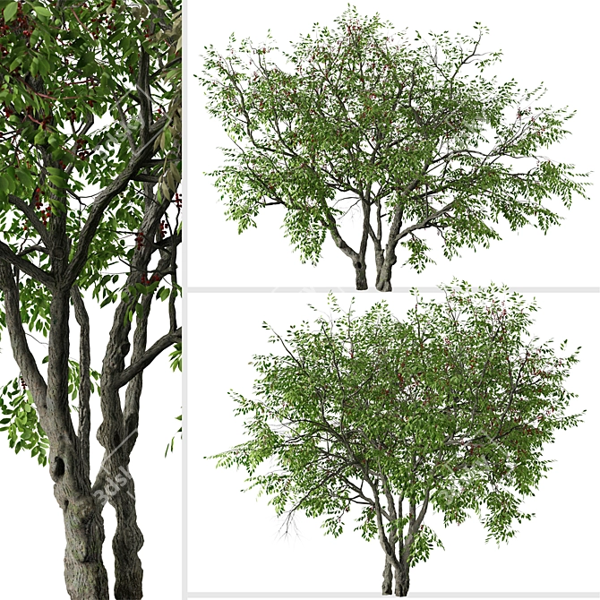Prunus Serotina Black Cherry Duo: 2 Trees 3D model image 4