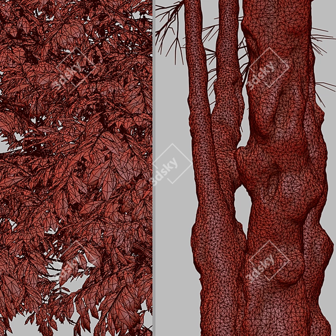 Prunus Serotina Black Cherry Duo: 2 Trees 3D model image 5