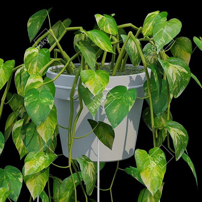 3D Max: Epipremnum aureum - Pots & 12 Textures 3D model image 3