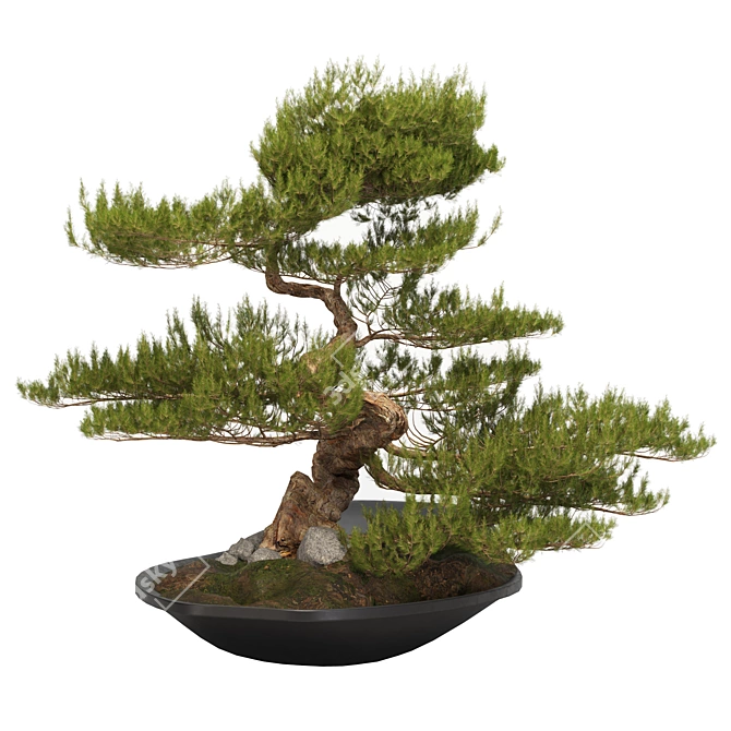 118CM BONSAI06: Authentic Zen Tree 3D model image 2