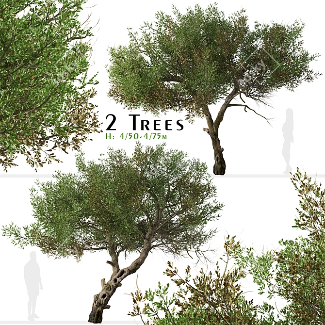 Mountain Mahogany Tree Set (2 Trees) 3D model image 1