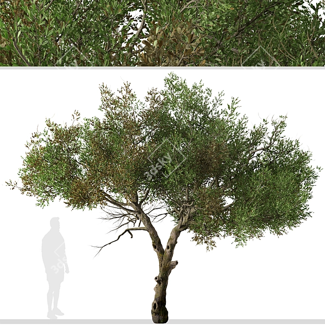 Mountain Mahogany Tree Set (2 Trees) 3D model image 2