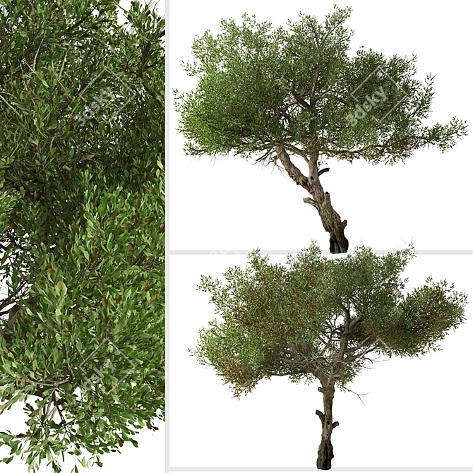 Mountain Mahogany Tree Set (2 Trees) 3D model image 3