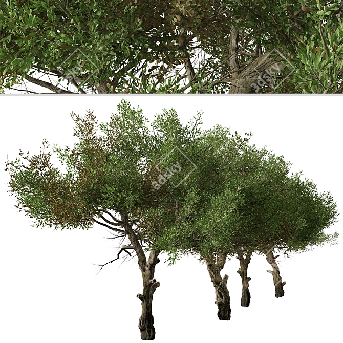 Mountain Mahogany Tree Set (2 Trees) 3D model image 4