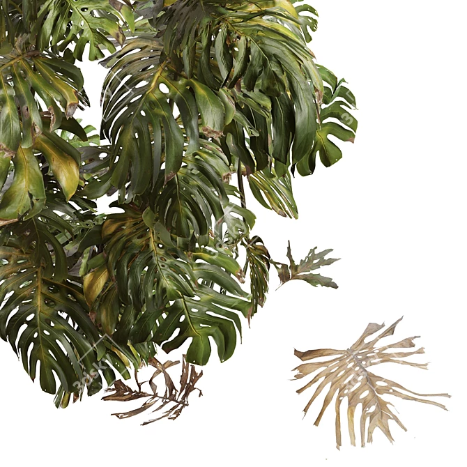 Swiss Cheese Plant Assortment: Fresh & Dried 3D model image 3