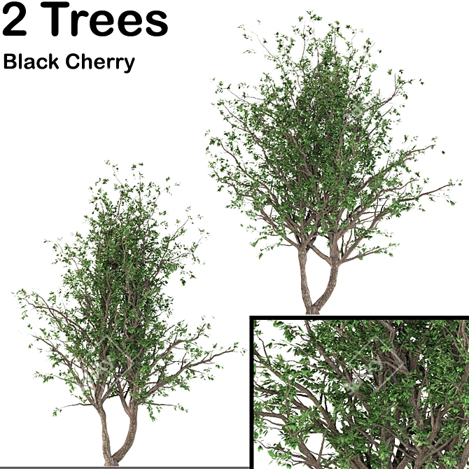 Black Cherry Duo: 2 Trees 3D model image 1