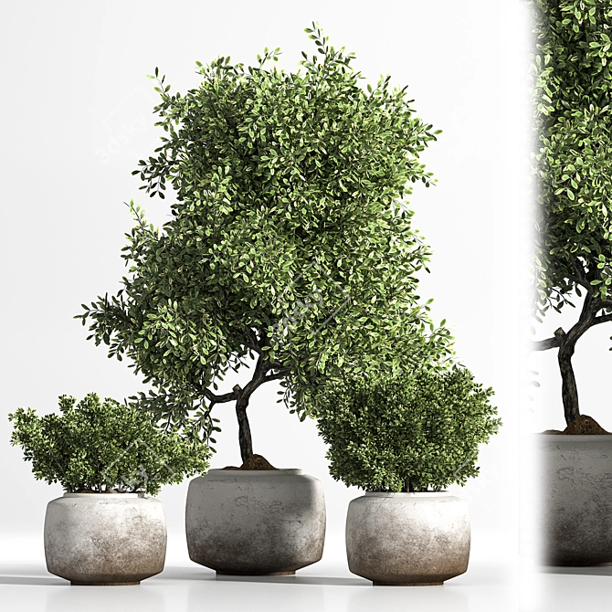 Elegant Indoor Plant Set 3D model image 1