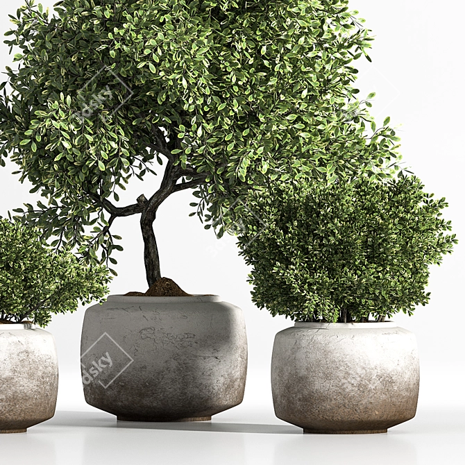 Elegant Indoor Plant Set 3D model image 3