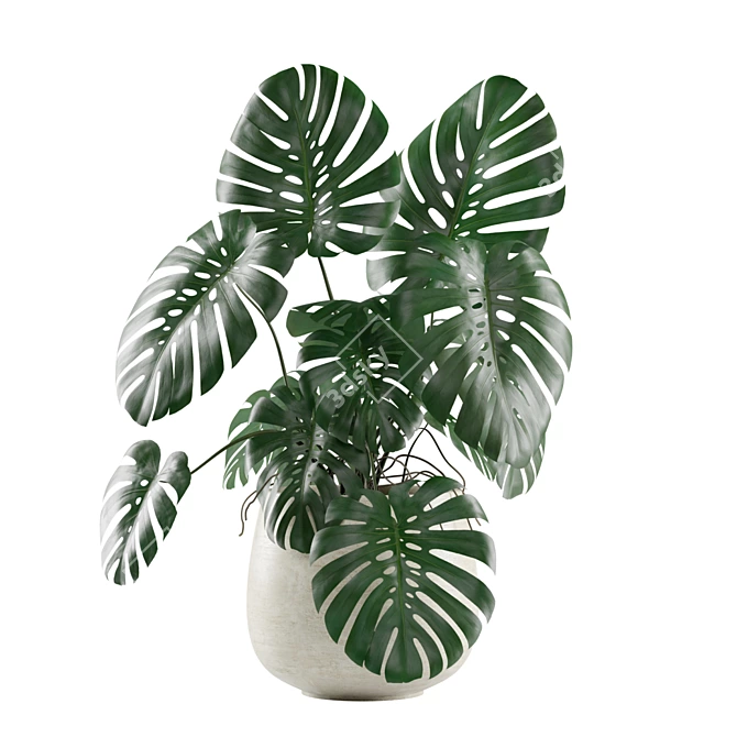 Tropical Vibes: Monstera Deliciosa 3D model image 3