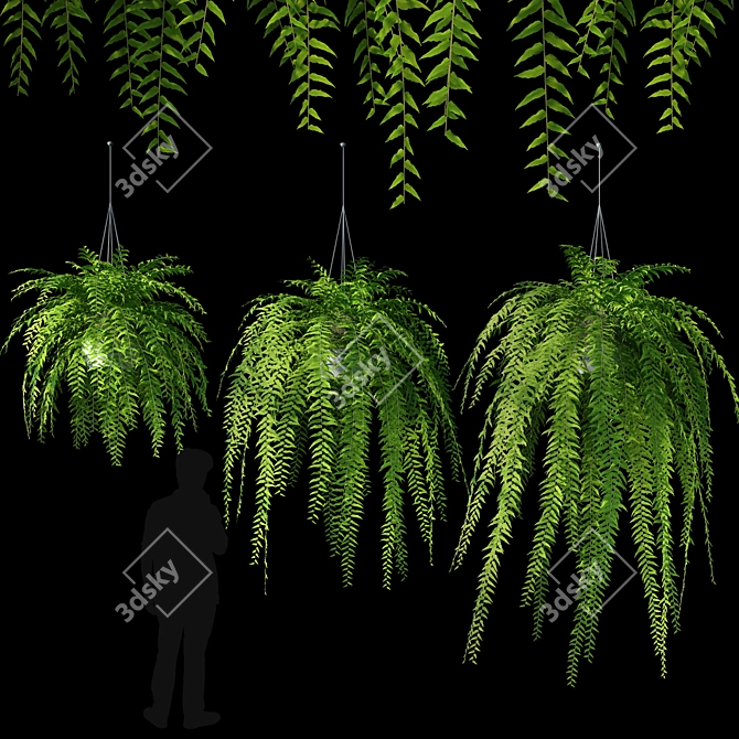 3D Hanging Fern - V-Ray Material, OBJ Format, 9 Textures, 3 Plant Varieties 3D model image 1