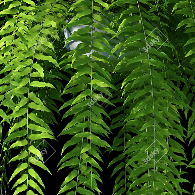 3D Hanging Fern - V-Ray Material, OBJ Format, 9 Textures, 3 Plant Varieties 3D model image 2