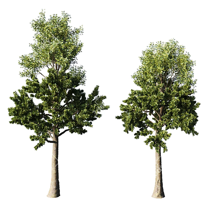 Tall Pine Tree - TwoTree Corona 3D model image 1