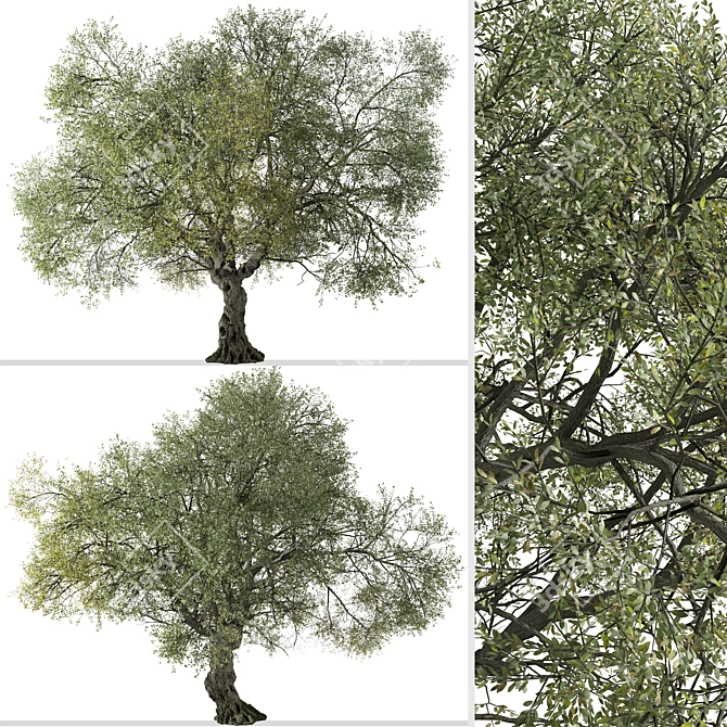 Golden Cup Oak Tree Set (2 Trees) 3D model image 4