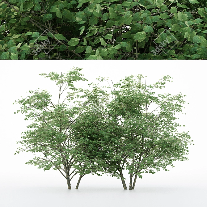 Diverse Kousa Dogwood Trees 3D model image 1