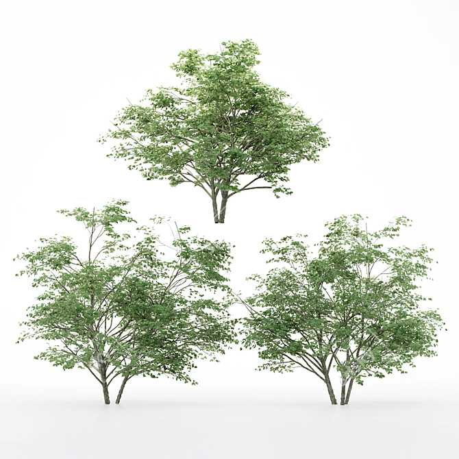 Diverse Kousa Dogwood Trees 3D model image 2
