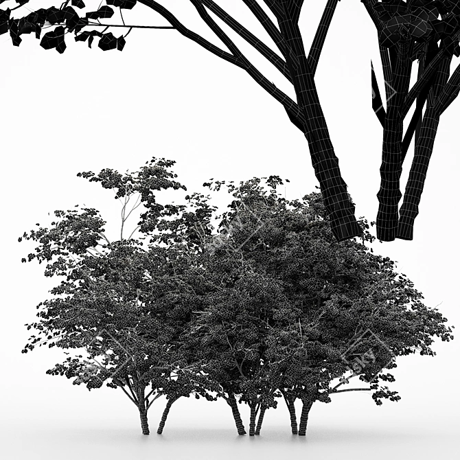 Diverse Kousa Dogwood Trees 3D model image 4