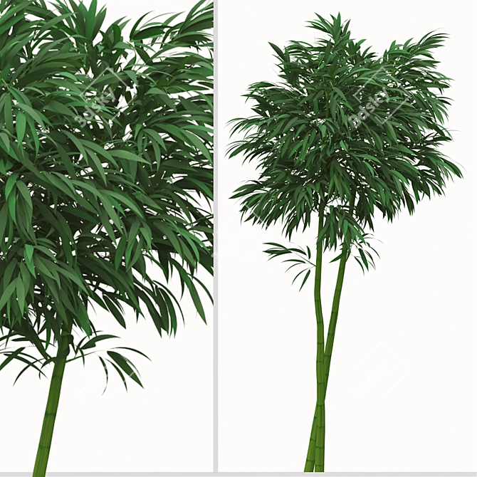 Golden Bamboo Plants Set (6-Pack) 3D model image 9