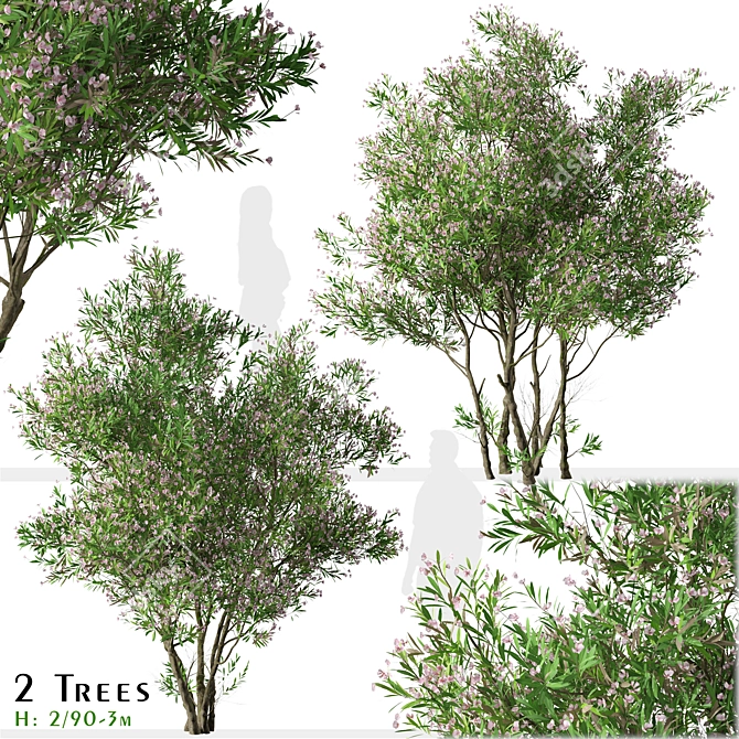 Blooming Nerium Oleander Duo 3D model image 1