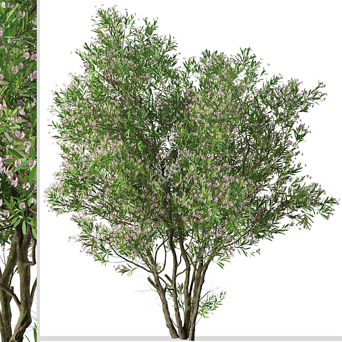 Blooming Nerium Oleander Duo 3D model image 2