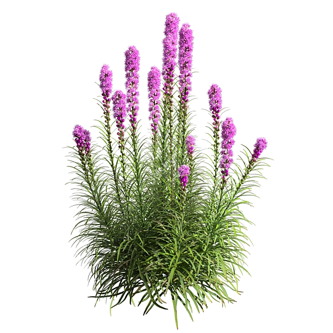 Exquisite Liatris Spicata Floral Beauty 3D model image 2