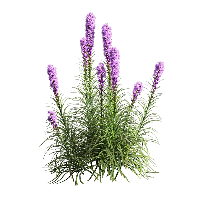 Exquisite Liatris Spicata Floral Beauty 3D model image 3