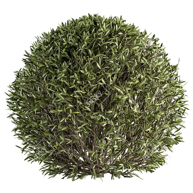 Nature's Shape Bush Set - Cube and Circle 3D model image 4