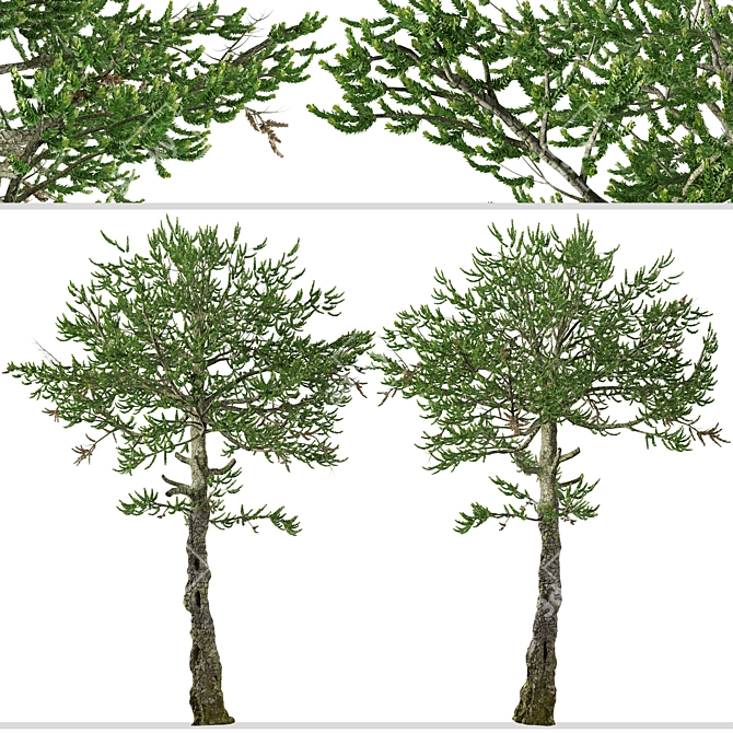 Monkey Puzzle Trees - Set of 2 3D model image 5