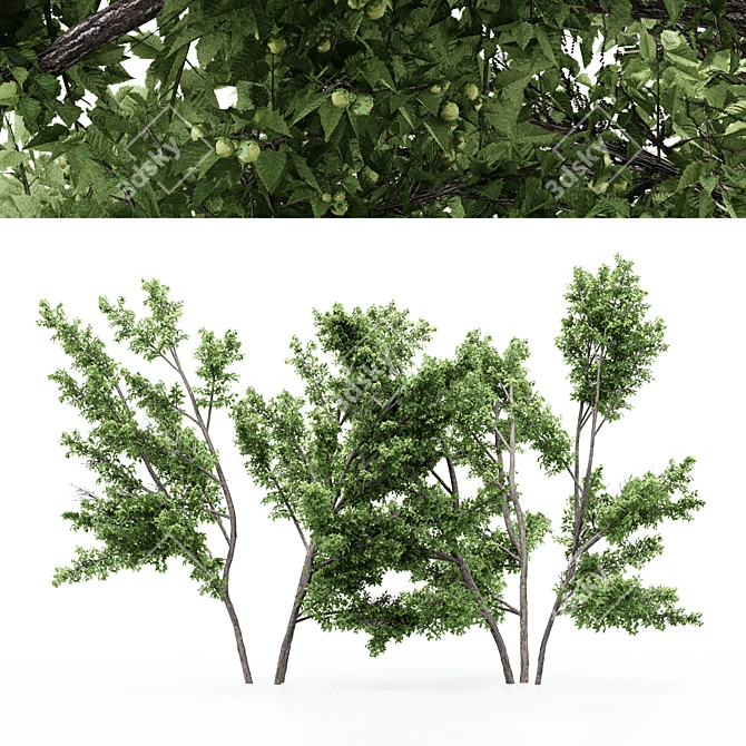 Unique Duo Hazel Trees: 4m & 3.7m 3D model image 1