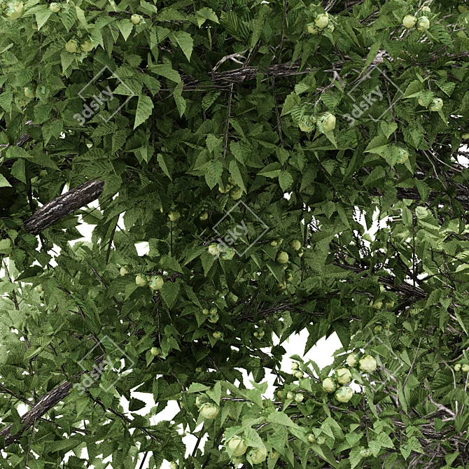 Unique Duo Hazel Trees: 4m & 3.7m 3D model image 2