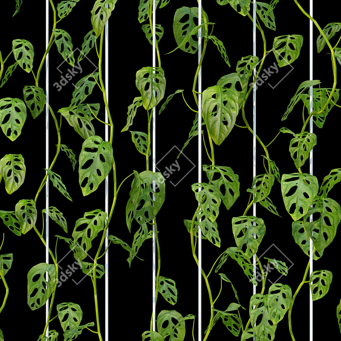 Monstera Adansonii 3D Model 3D model image 2