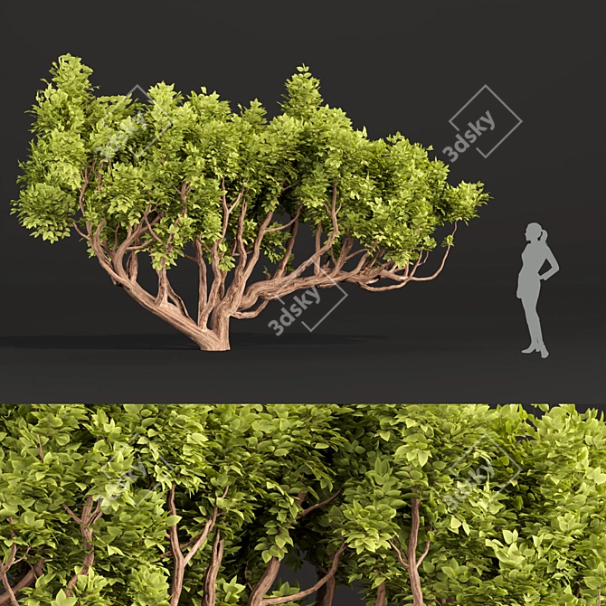 Australian Tree Collection: Vol. 29 3D model image 2