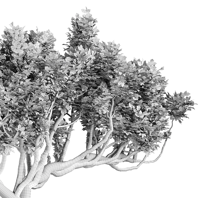 Australian Tree Collection: Vol. 29 3D model image 4