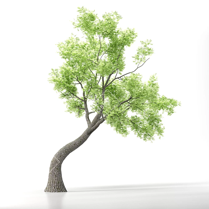 Outdoor Bonsai - 2016 Model 3D model image 2