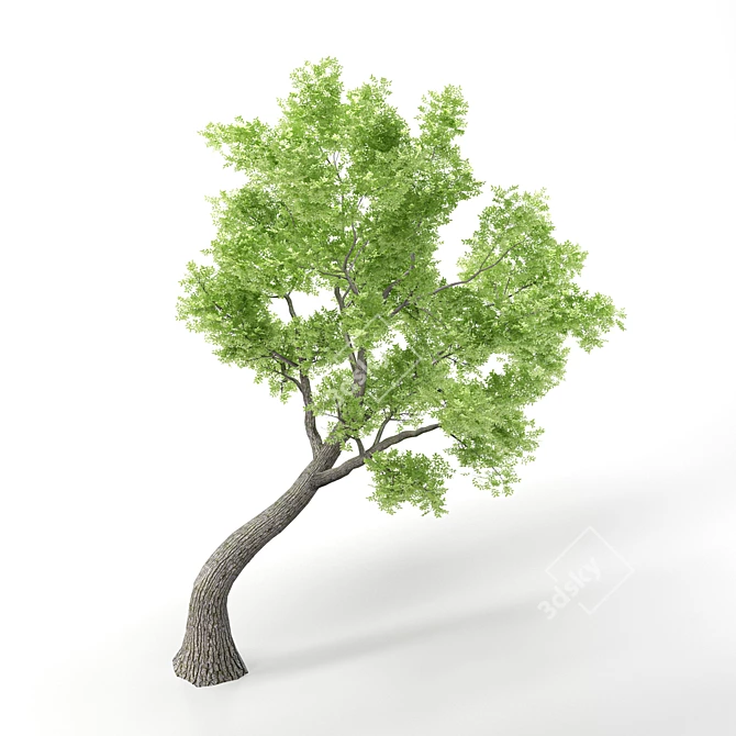 Outdoor Bonsai - 2016 Model 3D model image 3