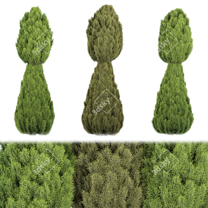 Premium Juniper Trees Collection - Vol. 30 3D model image 1