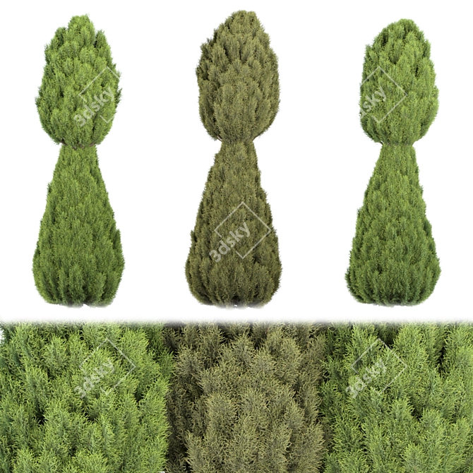 Premium Juniper Trees Collection - Vol. 30 3D model image 5