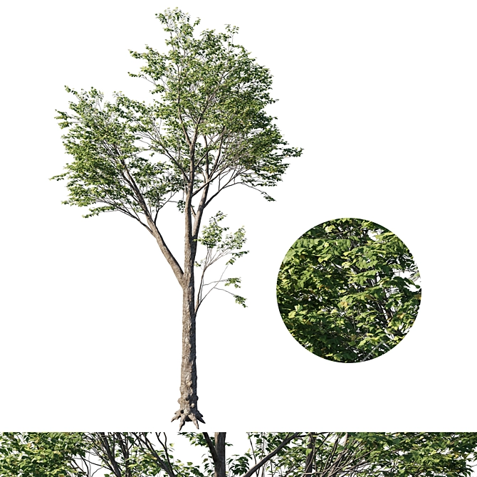 Platanus Acerifolia 02 - Premium 3D Model 3D model image 1