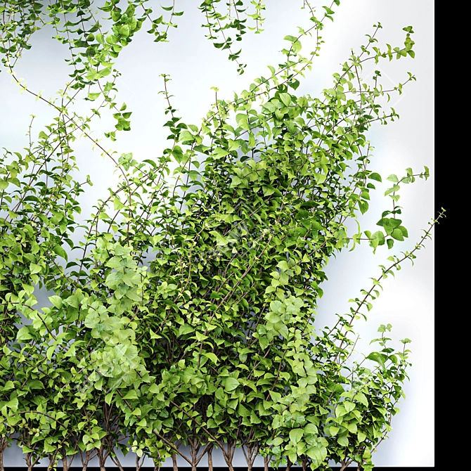 Dazzling Wall Hanging Plants 3D model image 2