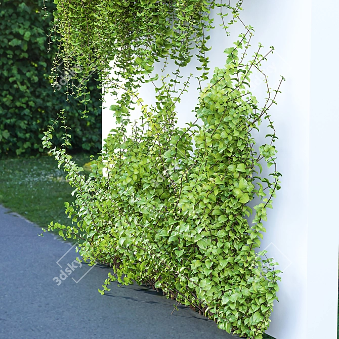 Dazzling Wall Hanging Plants 3D model image 3