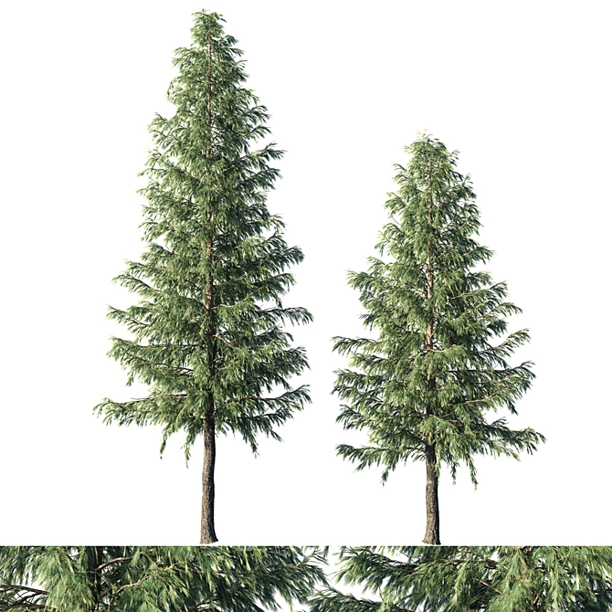 Cedrus Deodara 04 - High-Quality 3D Model 3D model image 1