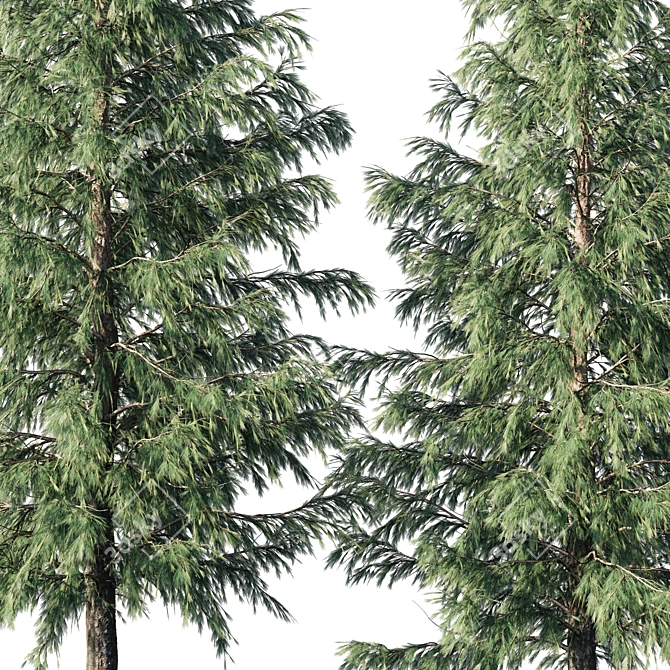 Cedrus Deodara 04 - High-Quality 3D Model 3D model image 2