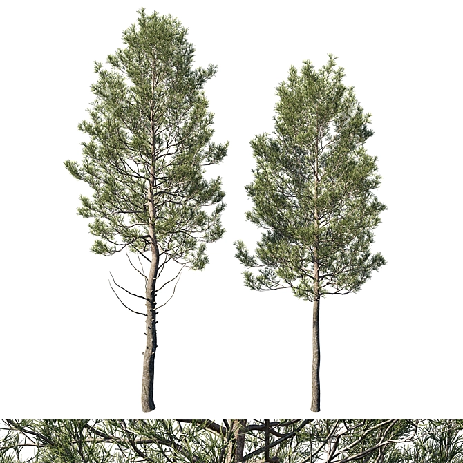 Cedrus Deodara 06 - Exquisite Millimeter Precision 3D Model 3D model image 1