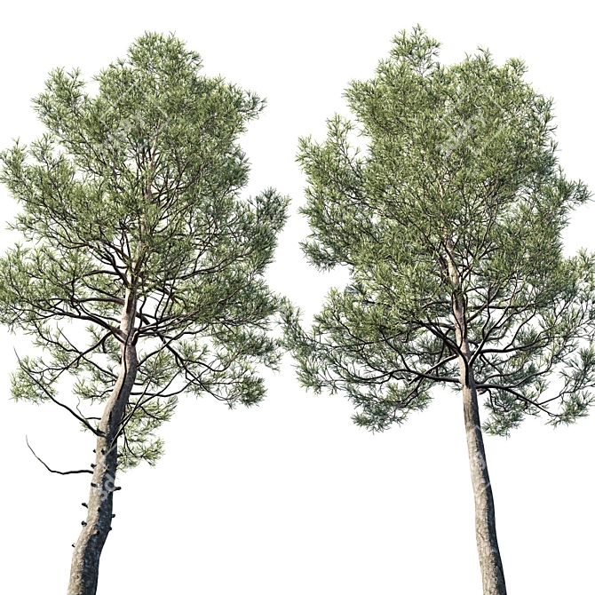 Cedrus Deodara 06 - Exquisite Millimeter Precision 3D Model 3D model image 2