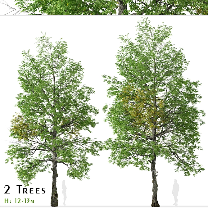 Rare Black Ash Tree Set (2 Trees) 3D model image 1