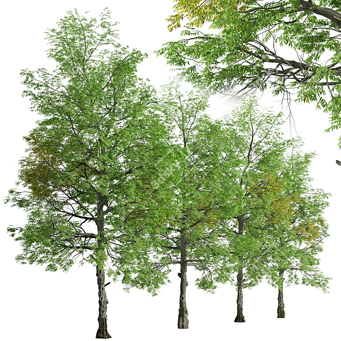 Rare Black Ash Tree Set (2 Trees) 3D model image 2