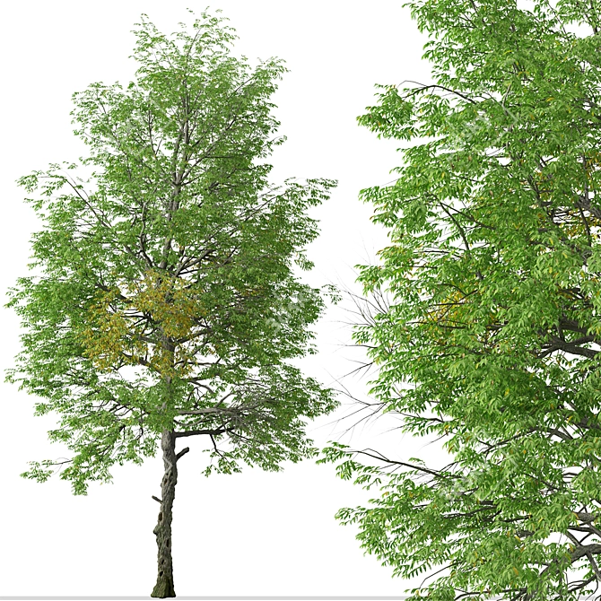 Rare Black Ash Tree Set (2 Trees) 3D model image 3