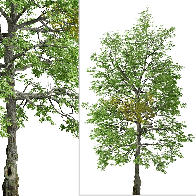 Rare Black Ash Tree Set (2 Trees) 3D model image 8