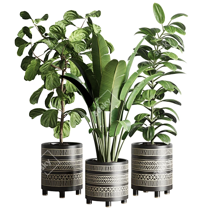 119 Plant Collection: Ravenala, Ficus Rubbery, Ficus Lyrata 3D model image 1