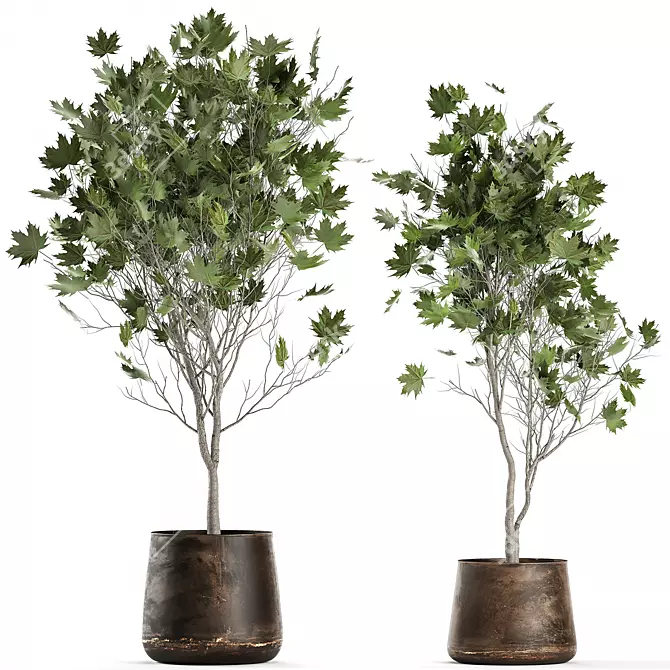 Reclaimed Rustic Plant Collection 3D model image 6